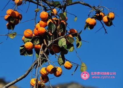 北京特产密云柿子